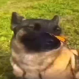макс