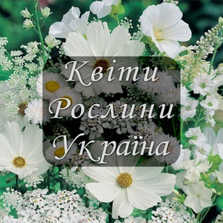 🌼 Квіти. Рослини. Україна🇺🇦