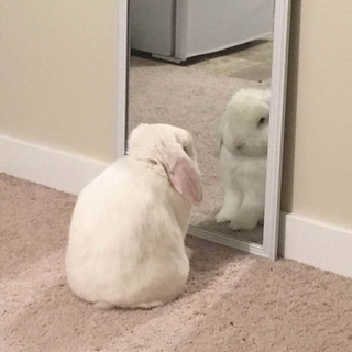 bunny whisper🐰