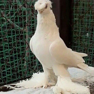 KABUTAR _ SAVDO🕊