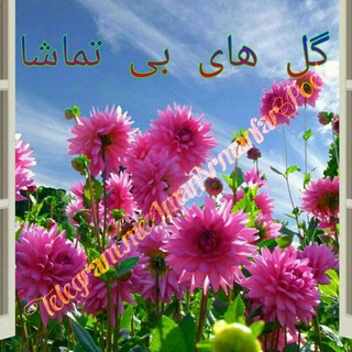 شعرایمان‌آرمان‌فر