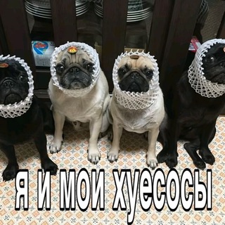 xyeсосы🐔
