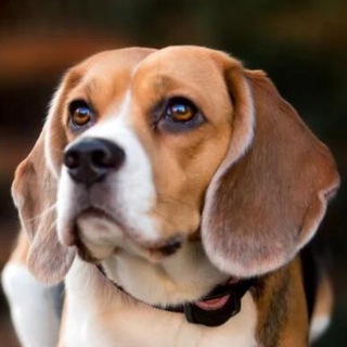 Бигль Клуб 🐕 Общение и Советы