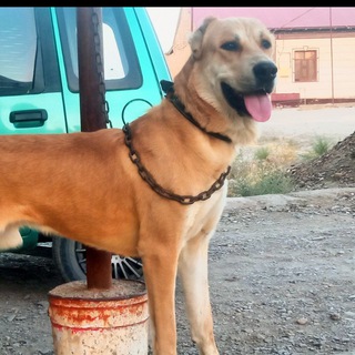 IT BOZOR