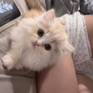 Meow