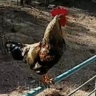 podpivkokoko