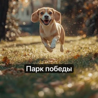 Собачья туса