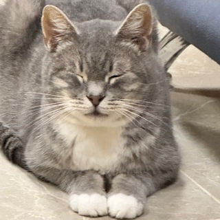 Котики приюта Наш Кошкин Дом #каталогНКД