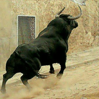 Mol bozor