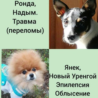 САМ_ВЕТ!!,, Здоровье Питомцев