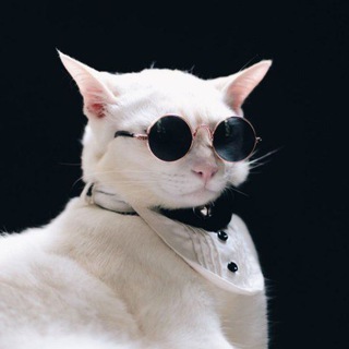 #TheCatGang