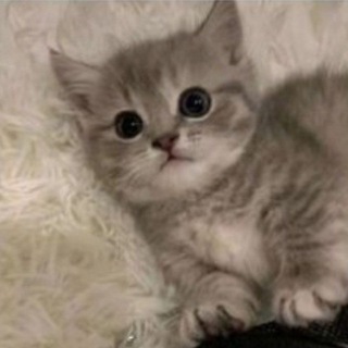 Уголок котиков🐱