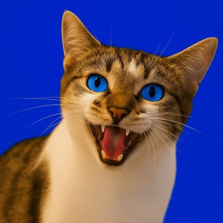CATS COIN 😾