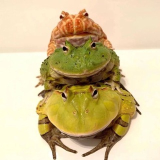 Жабакараван ў сераду — мемы і пагоня за квакам🐸