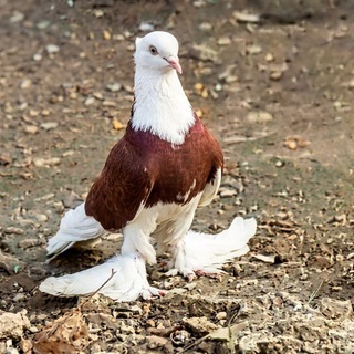 🕊️ ASAKA KAPTARLARI 🕊