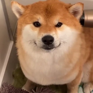 Seer Doge