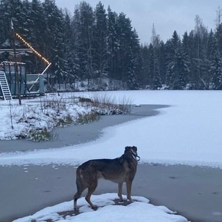 Приютский нос 🐶 Chat