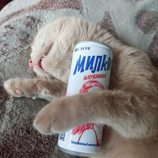 Mr.Cat ^_^