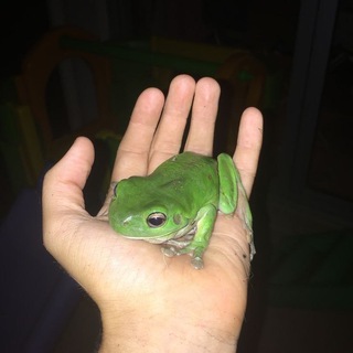Suggest a Toad