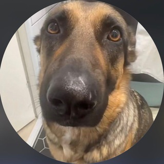 THE Whining Dog
