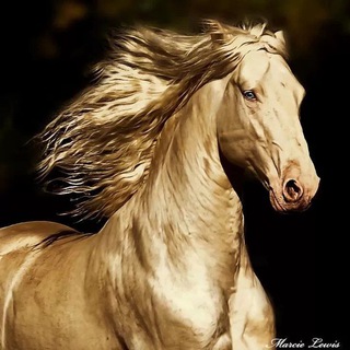 CAVALLO ♘ | Magazine