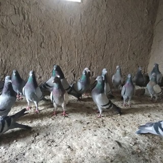 Namangan kaptarlari