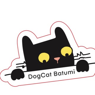 Dogcat_batumi cats 🐱