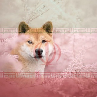 Shiba Inu Persian-official