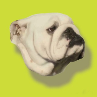 Bulldog Inglés España CANAL GENERAL