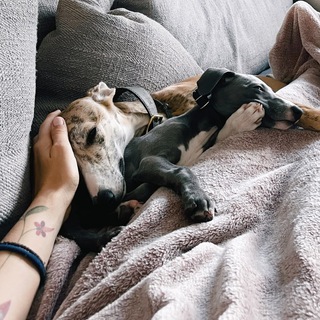 Whippet Podcast