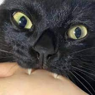 TE