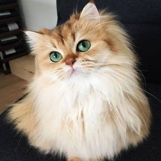 MEOWiE