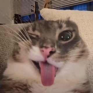 gato