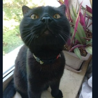 єКотики🐱
