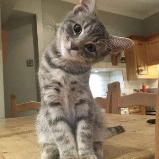 Daily Cats Admin