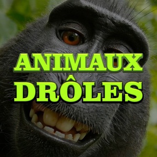 ANIMAUX DRÔLES