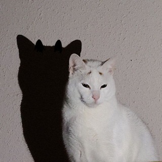 Cursed Cats 💘