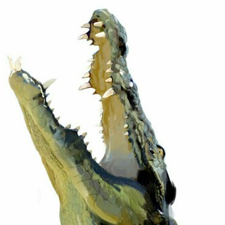 Wadah Buaya