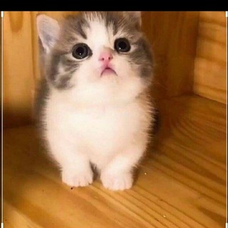Shikhaliyeva_blog reklam