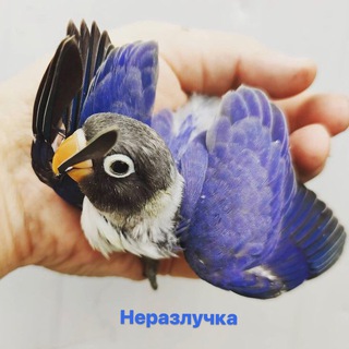 👉👉НЕРАЗЛУЧКА👈👈