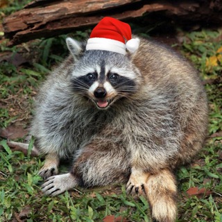 енот 🦝