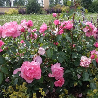 Юлиана
