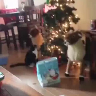 Сись Chat