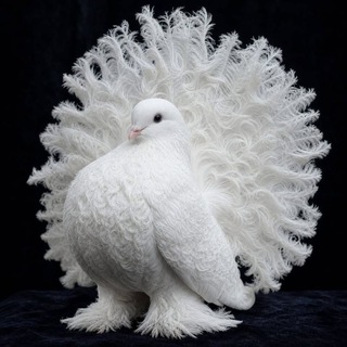 🕊 Turbachi pavlinlar 🕊