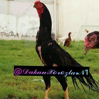 Yakkabog' xo'roz ishqibozlari