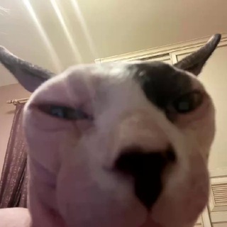 🐾