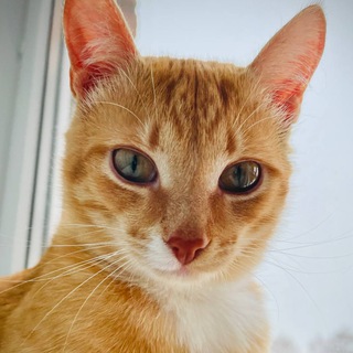Главред морали Чича 🐈