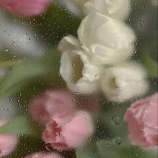Админ 🌷
