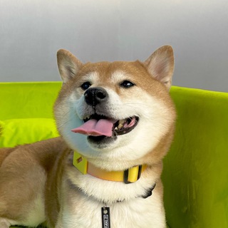Bowwowdaily