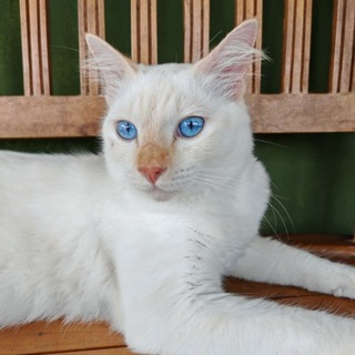 kimi